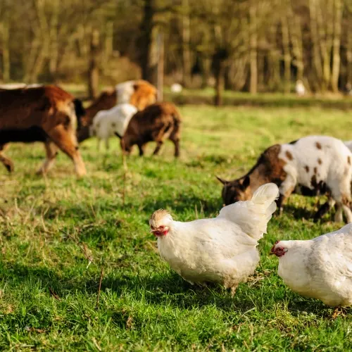 Smallholding