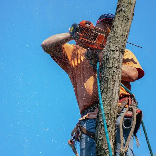 Sb Tree Surgeon Insurance