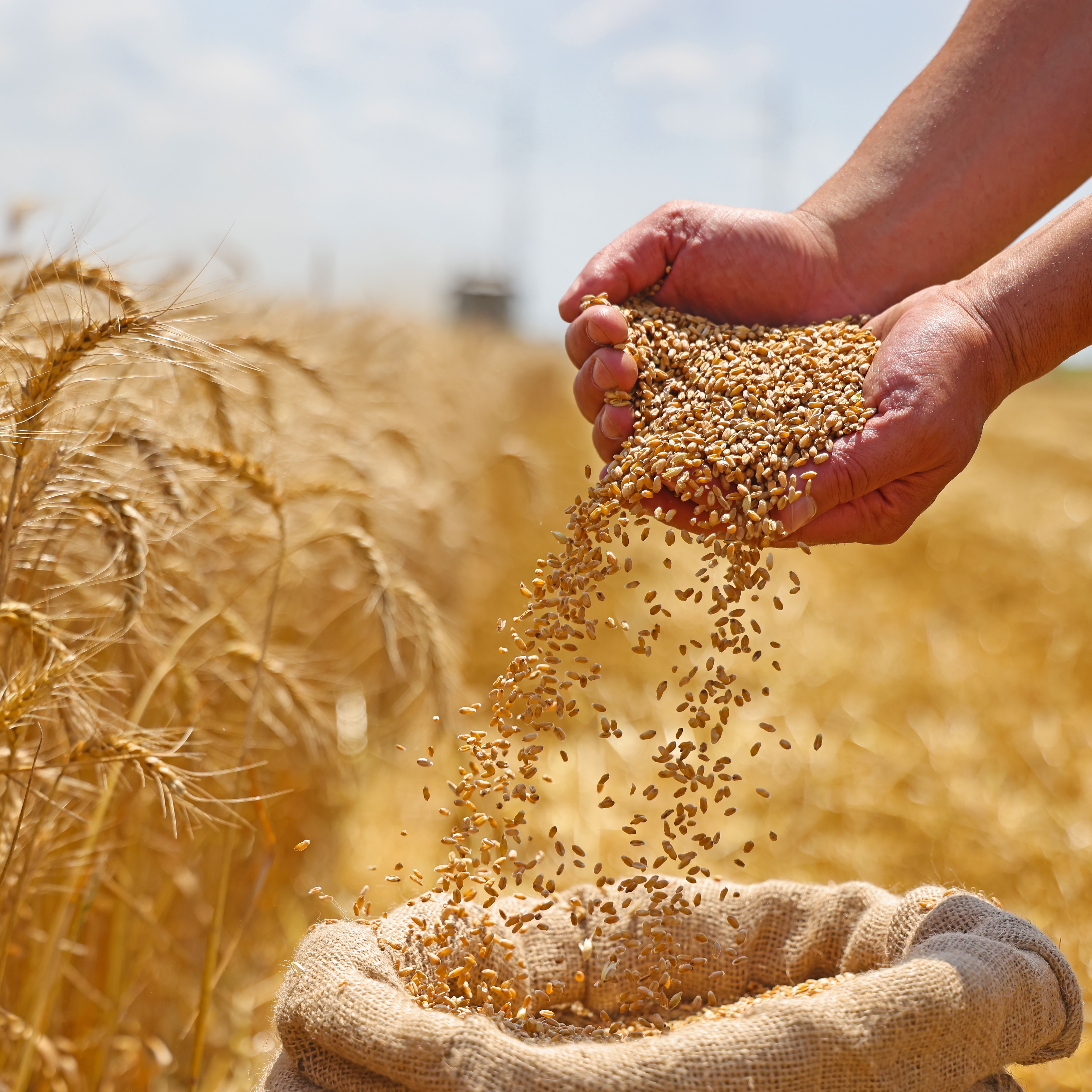 harvest_care.jpeg