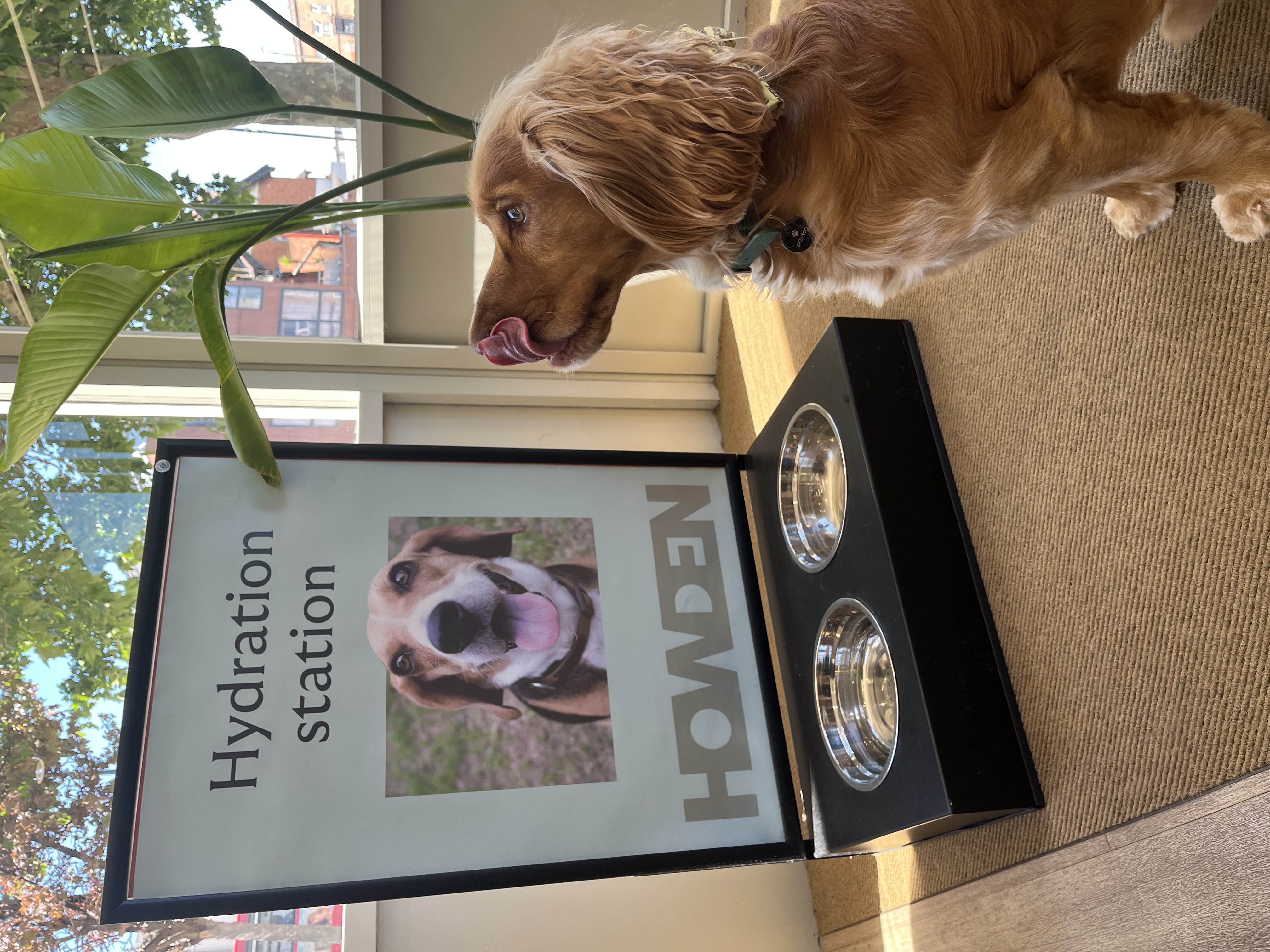 dog hydration station and Howden branch