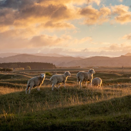 Smallholders