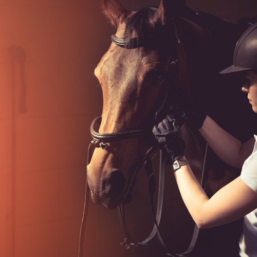Equine Insurance