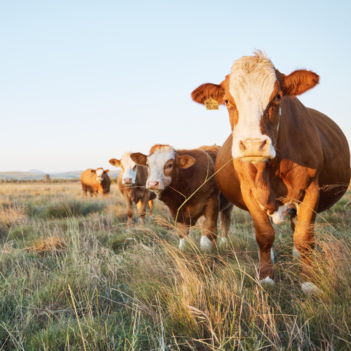 Livestock Insurance Quotes and Cover Howden Insurance