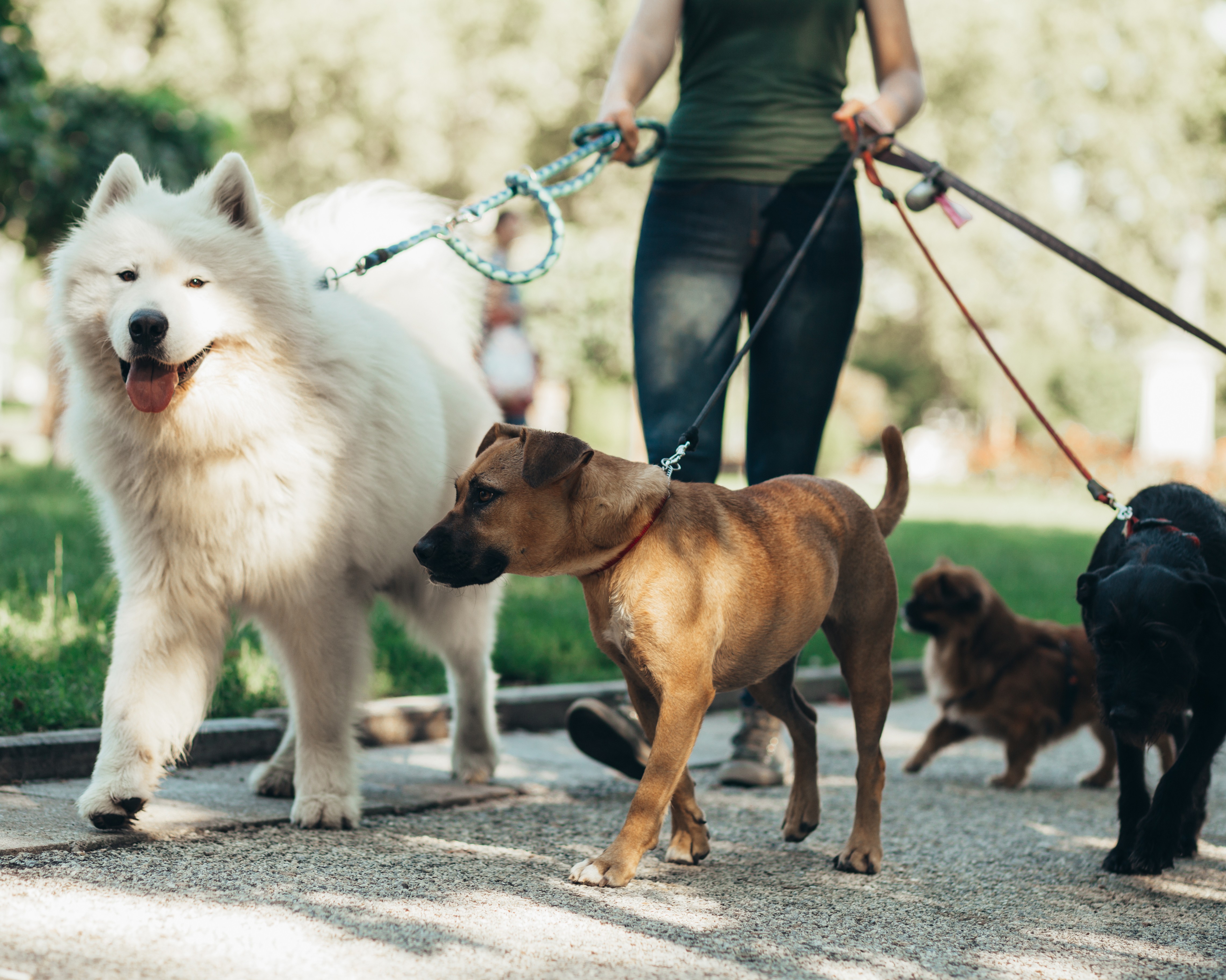 Top Dog Breeds OG Size