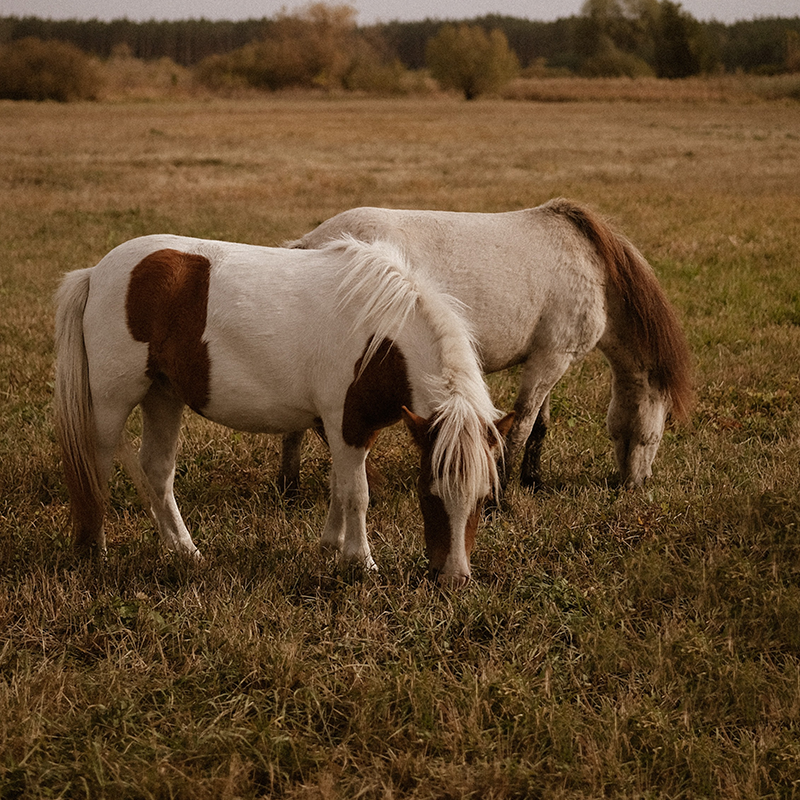 Pc Equine