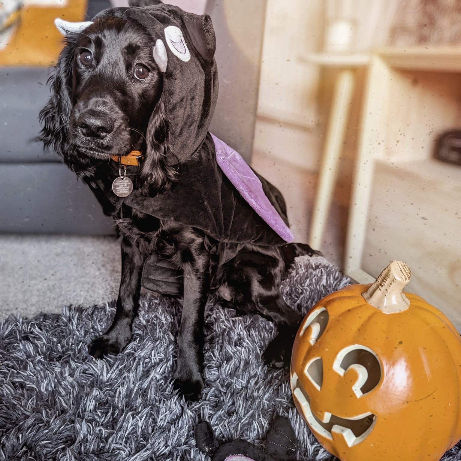 Howl Oween